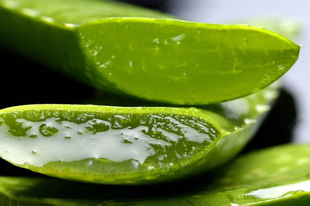 aloe, aloe vera, life, health, nature, plant, aloe vera, aloe vera, aloe vera, aloe vera, aloe vera