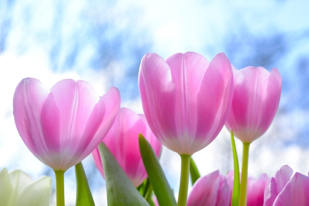 nature, tulip, flora, flower, summer, bright, petal, season, color, floral, growth, flower wallpaper, blooming, freshness, tulip, tulip, tulip, tulip, beautiful flowers, tulip, flower, flower background, flower, summer