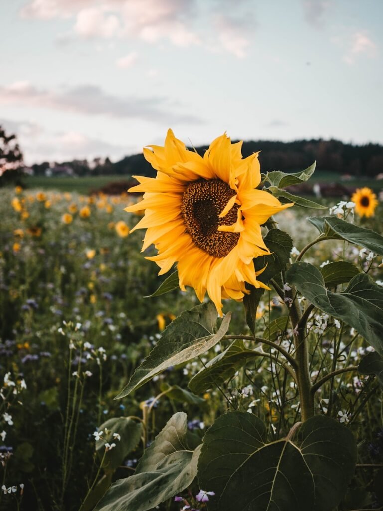 yellow sunflower