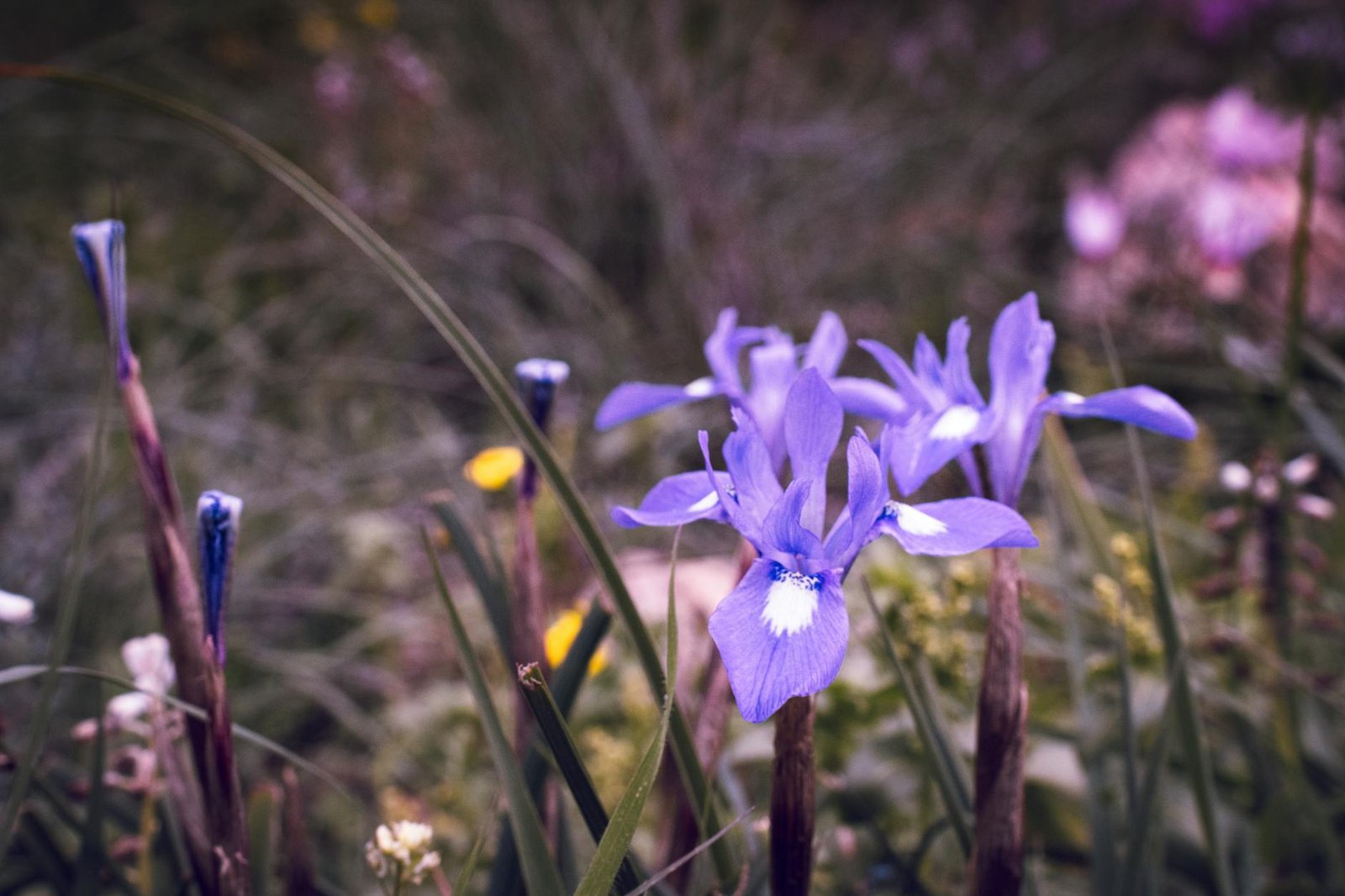 Fresh Cut Irises