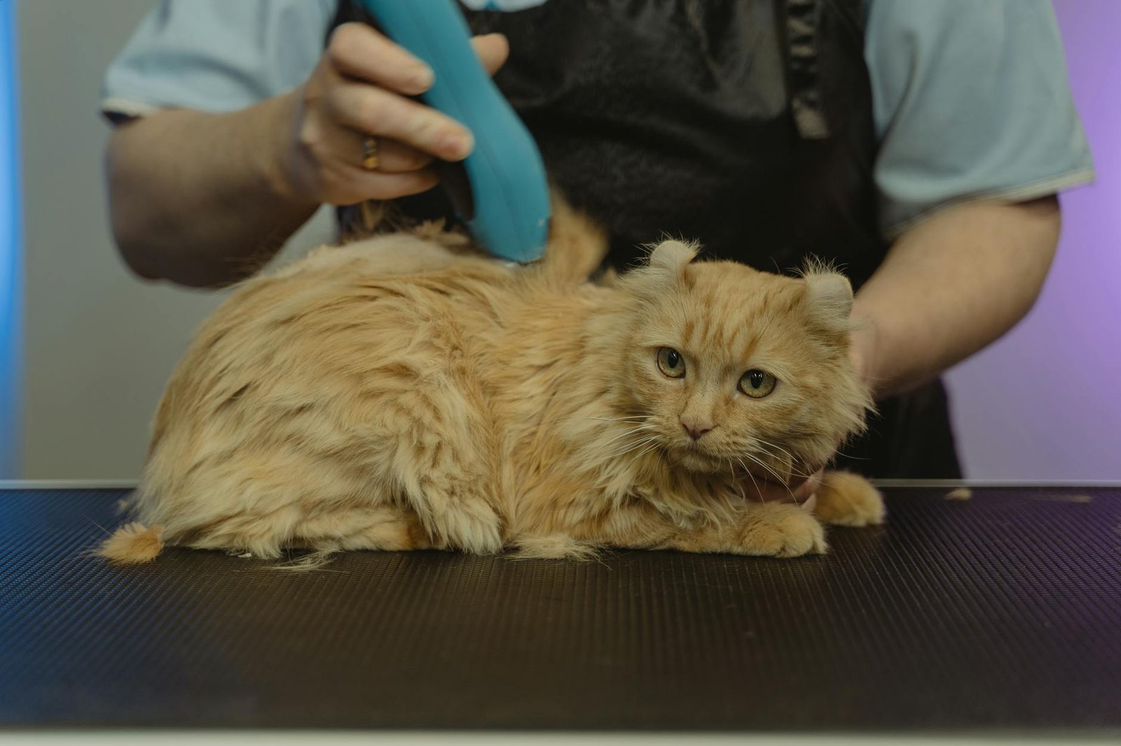 Cat Grooming Clippers and Blades